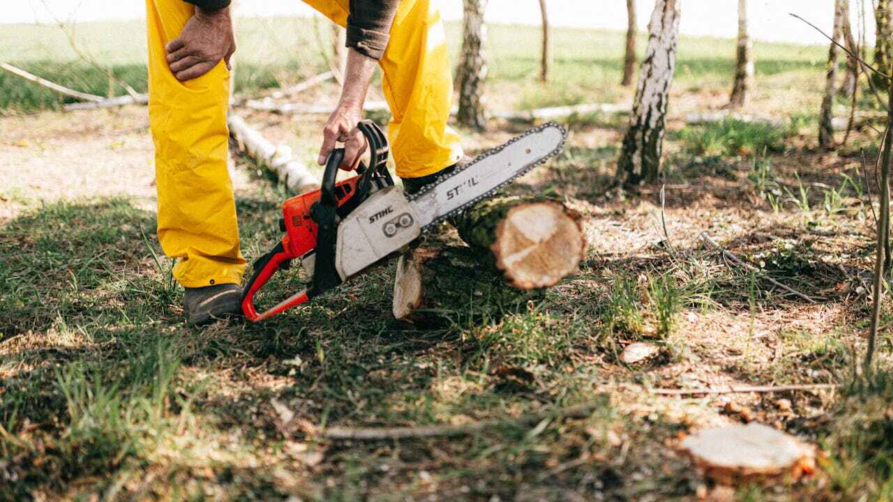 Professional Tree Service in Ina, IL